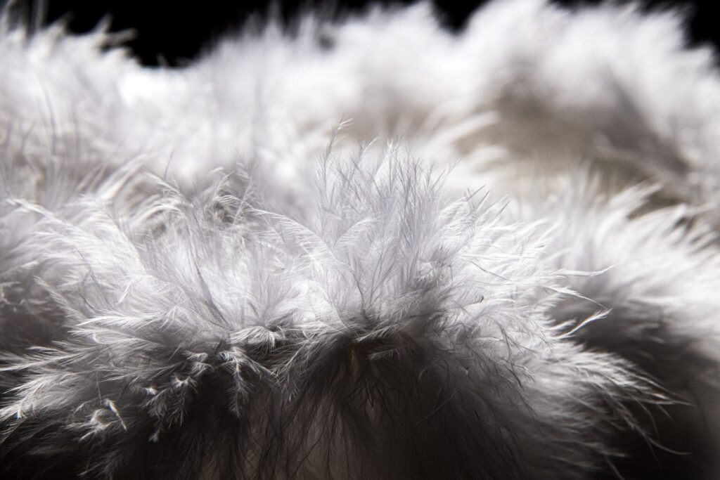 Gros plan sur des plumes blanches dont les barbes ramifiées emprisonnent l'air.